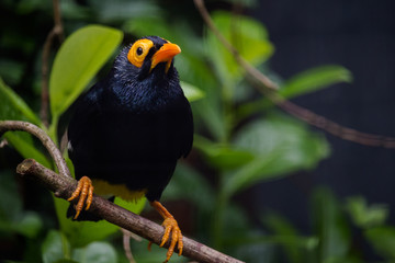 Yellow-faced myna