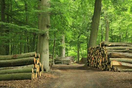 Fototapeta Stosy drewna wzdłuż polnej drogi przez zielony las