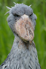 Shoebill