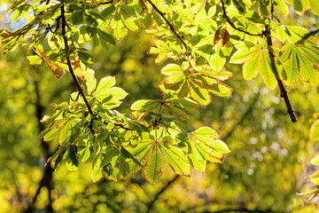 Chestnut tree leaves