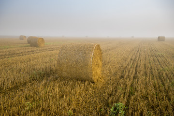 Mglisty poranek nad polem po żniwach © Mike Mareen