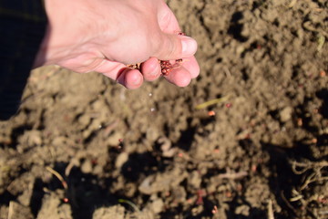 Sowing of maize out of hand