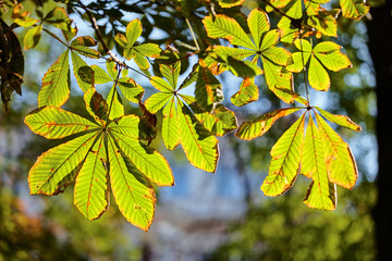Chestnut tree leaves
