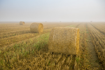 Mglisty poranek nad polem po żniwach © Mike Mareen