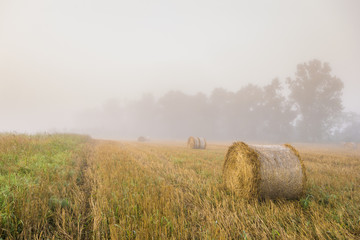 Mglisty poranek nad polem po żniwach © Mike Mareen