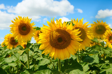 sunflower field closeup, beautiful summer landscape
