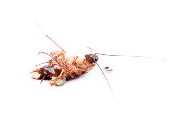 Dead cockroaches on floor