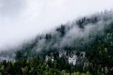 Obraz na płótnie Canvas Forest Fog