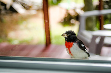 An adorable young Rose Breasted Grosbeak (Pheucticus ludovicianus) lands on my window ledge, and looks inside to see what I might be up to. - 117388558