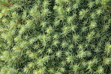 Canadian spruce conica © helga_sm