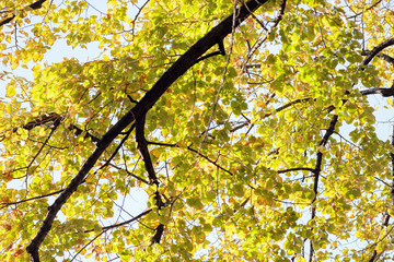 Early autumn in the park