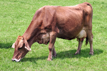 Milchkuh auf der Weide