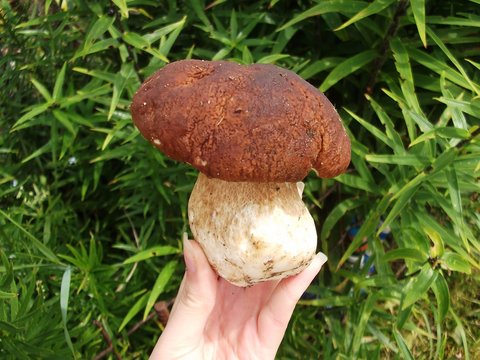 Fresh Mushroom Boletus is in the hand of a woman. Autumn cep mushroom