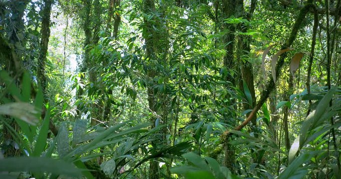Tropical plants vegetation background in dense jungle rain forest