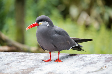 Inca tern