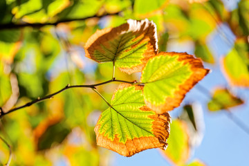 Early autumn in the park