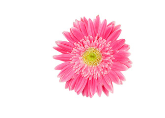  pink and yellow gerbera flower isolated on a white background