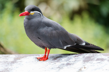 Inca tern