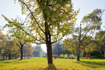 Fototapeta premium Early autumn in the park
