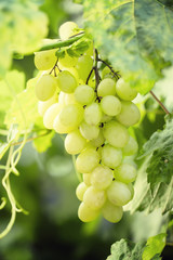 Bunch of ripe green grapes on the vine in the vineyard, sunny ev