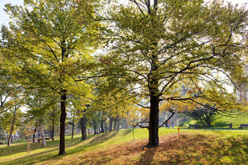 Fototapeta premium Early autumn in the park