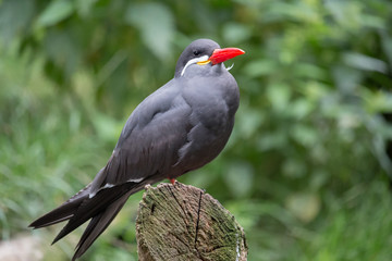 Inca tern