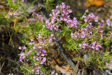 Wild thyme