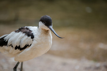 Pied avocet
