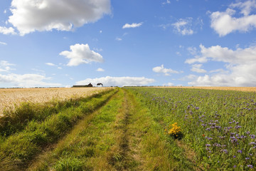 Obraz premium barley crop with disused farm