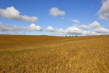 golden barley and blue sky