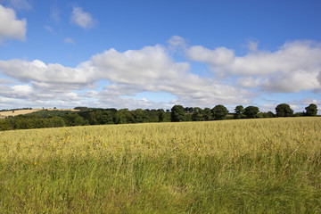 yorkshire wolds oat field