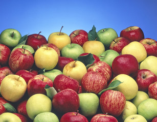 A big spread of assorted apples with a blue background