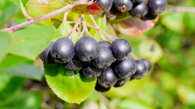 Erntereife Aroniabeeren, Apfelbeeren
