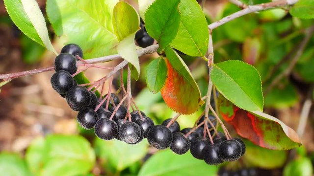 Erntereife Aroniabeeren, Apfelbeeren