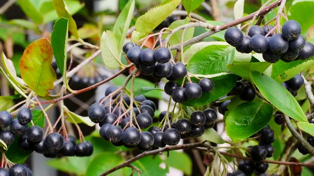 Erntereife Aroniabeeren, Apfelbeeren