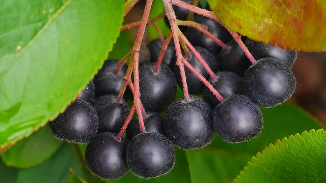 Erntereife Aroniabeeren, Apfelbeeren