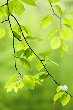 Beech Tree Twig, Fresh Green Leaves in Early Spring
