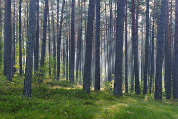Fototapeta na wymiar Natural Forest of Pine Trees illuminated by Sunbeams through Fog, Heather undergrowth 