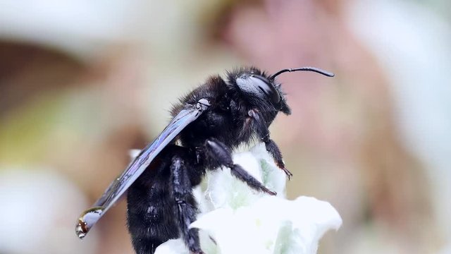 Gro&szlig;e Holzbiene, Blaue Holzbiene, Xylocopa violacea