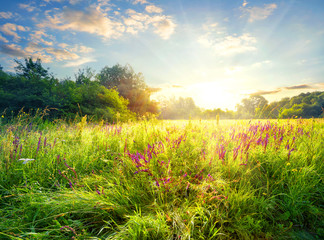 Meadow with flowers backlit