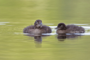A pair of baby Common Loons (Gavia immer) on a lake in Ontario, Canada - Ontario, Canada