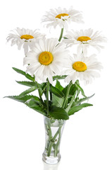 bouquet of daisies on white background