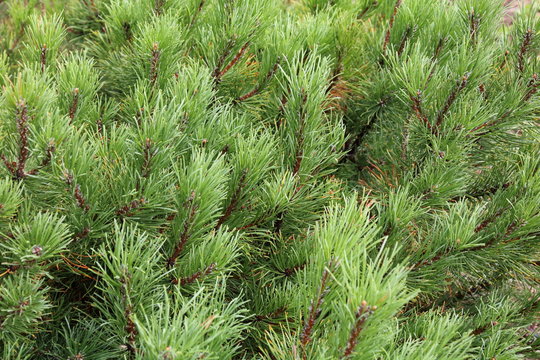 needle pine evergreen tree