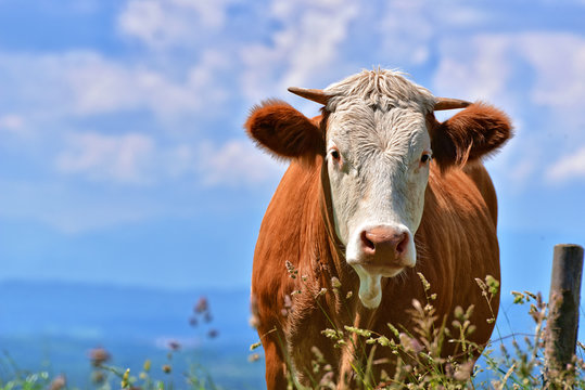 Kuh auf Weide -  Bayern