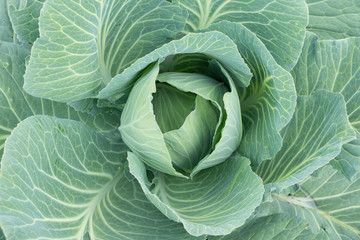 Obraz premium growing cabbage in the garden