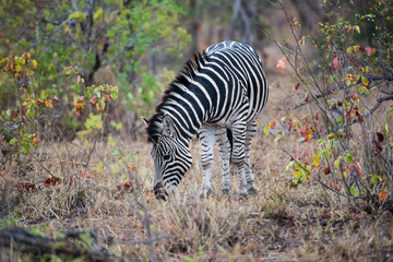 Fototapeta na wymiar Zebra Eating