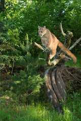 Adult Female Cougar (Puma concolor) Balances on Log