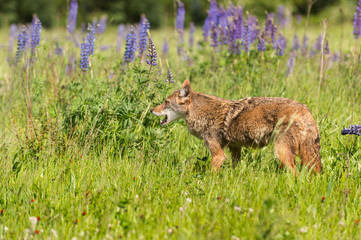 Coyote (Canis latrans) Mouth Open in Field