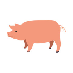 Pig animal farm pet character icon. Isolated and flat illustration. Vector graphic