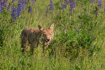 Coyote (Canis latrans) Walks Out of Lupin Patch